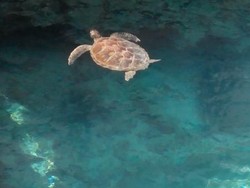 Ini Spot Snorkeling di Sulawesi Selatan