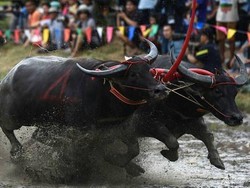 Seperti Apa Balapan Kerbau di Thailand?