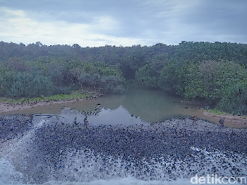 Melacak Robot dan Rawing di Ujung Kulon (2)