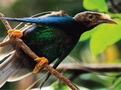 Perjuangan Berat Melihat Burung Bidadari Langka Khas Malut