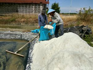 Pasokan di Daerah Langka, Petani Garam di Sidoarjo Panen Melimpah