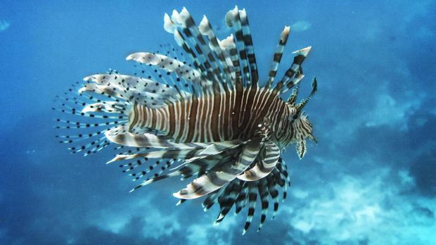 Duri lionfish diolah menjadi obat antikanker serviks