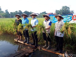 Panen Padi di Sleman, Anies Baswedan Pertimbangkan Kerjasama dengan DIY