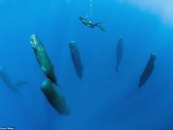 Seperti Inikah Momen Tidur Paus Sperma?