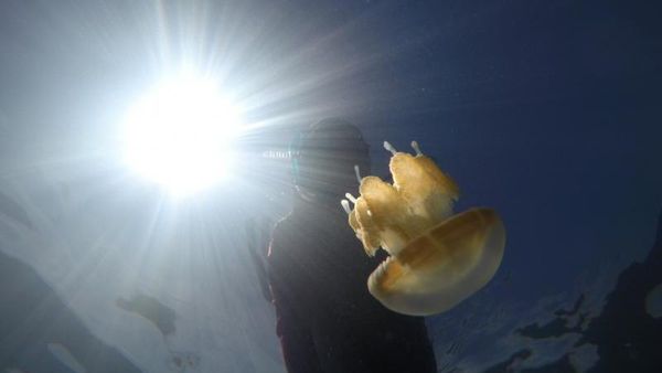 Foto: Kerajaan Ubur-ubur Sungguhan di Alam Liar Indonesia