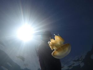 Foto: Kerajaan Ubur-ubur Sungguhan di Alam Liar Indonesia