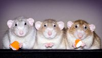 Potret Tikus yang Tampil Imut dan Menggemaskan