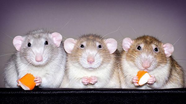 Potret Tikus yang Tampil Imut dan Menggemaskan
