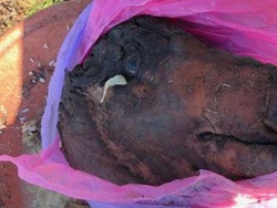 Kepala Babi Dibuang di Gerbang Sekolah Islam di Brisbane