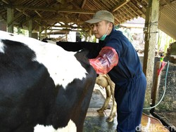 Kasus Keguguran Sapi Perah Masih Tinggi di Blitar
