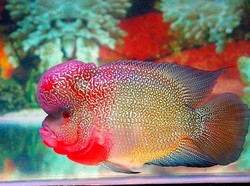 Mewah! Netizen Makan Ikan Arwana hingga Louhan Goreng Jutaan Rupiah