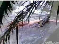 Ahli: Buaya Bawa Pulang Jasad Korban Itu Kebetulan Saja
