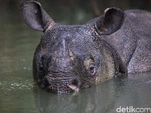 7 Fakta Badak Bercula Satu Ujung Kulon yang Hampir Punah 7 Fakta Badak Bercula Satu Ujung Kulon yang Hampir Punah