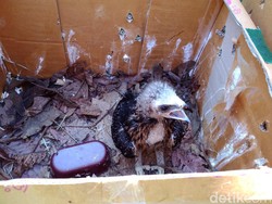 15 Elang Sitaan Polres Malang Dirawat di Garut