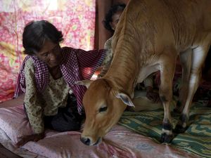 Nenek Ini Pelihara Sapi yang Dipercaya Reinkarnasi dari Sang Suami