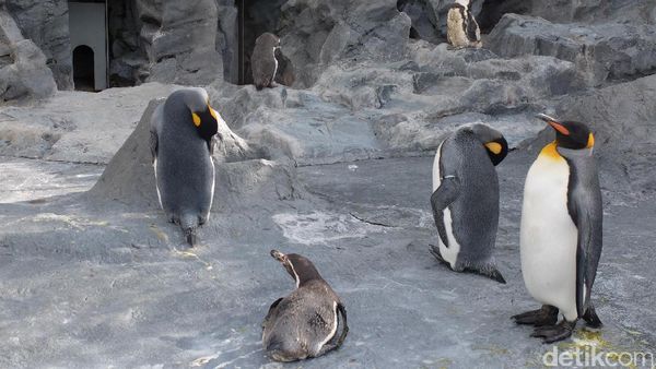 Foto: Penguin dan Aneka Fauna Lucu di Jepang