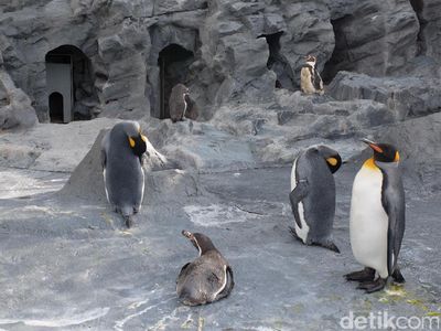 Foto: Penguin dan Aneka Fauna Lucu di Jepang