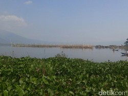Peningnya Pengelola Rawa Pening Mengatasi Kepungan Genjer