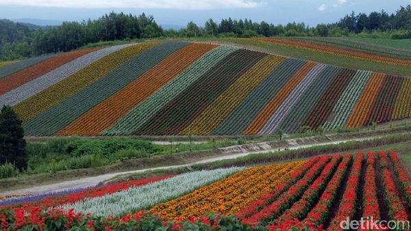 Foto: Kebun Bunga Seperti Pelangi