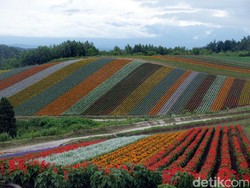 Ini Kebun Bunga Pelangi yang Ajaib di Jepang
