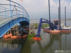 Butuh 4 Tahun untuk Bersihkan Rawa Pening dari Kepungan Genjer