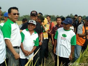 Ketua HKTI Moeldoko Pamer Panen Padi M400 di Jombang