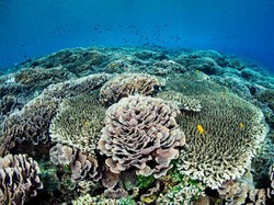 Harta Karun RI Rp 19 Ribu T Dianggurin, Pemerintah Bisa Apa?