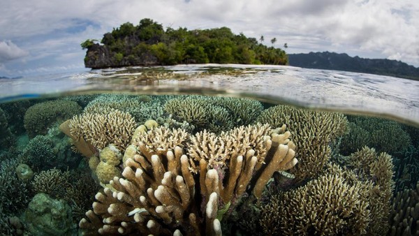 Bawah laut Raja Ampat (Thinkstock)