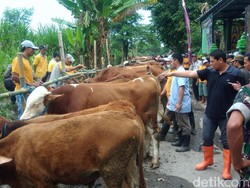 Sukseskan Sapi Wajib Bunting, Hewan Ternak di Kediri Diberi Vitamin