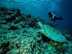 Bangga, Indonesia Dominasi 10 Tempat Diving Terbaik Asia!