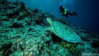 Ini 4 Tempat Diving Indonesia yang Masuk 10 Destinasi Terbaik Asia