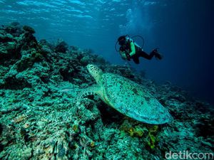Ini 4 Tempat Diving Indonesia yang Masuk 10 Destinasi Terbaik Asia