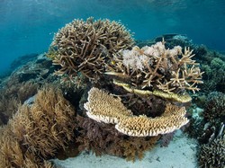 Kementerian Pariwisata Incar Penyelam dari Amerika