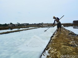 Gara-gara Hujan, Produksi Garam di Madura Hingga Cirebon Mandek