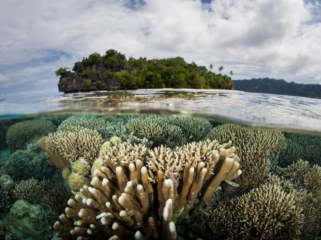 Papua akan Jadi Percontohan Siskamling Biru, Apa Itu? Papua akan Jadi Percontohan Siskamling Biru, Apa Itu?
