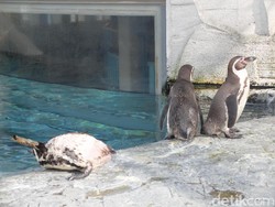 Tingkah Lucu Penguin & Cerita Lolongan Serigala di Jepang