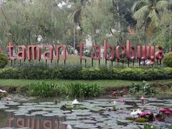 Tabebuya, Si Cantik di Jakarta Selatan