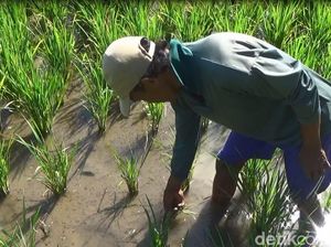 Desa dan Industrialisasi Pertanian