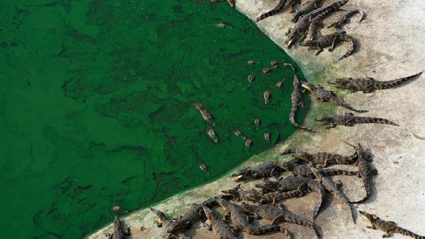 Foto : Peternakan 150 Ribu Buaya, Berani Masuk?