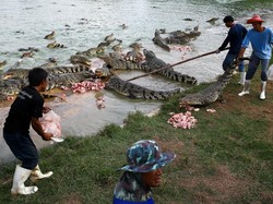 Peternakan Buaya Terbesar Sedunia Ada di Thailand