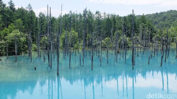 Foto: Aoiike, Kolam Biru Jepang yang Terlalu Cantik