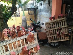 Pemerintah Patok Harga Ayam dan Telur di Tingkat Peternak