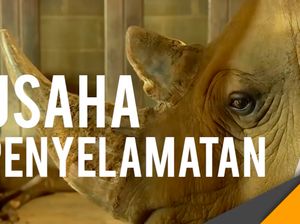 Video Penyelamatan Spesies Badak Putih Utara yang Tinggal 3 Ekor