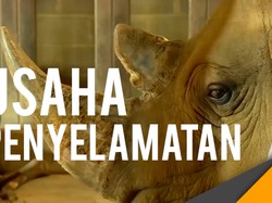 Video Penyelamatan Spesies Badak Putih Utara yang Tinggal 3 Ekor