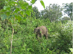 Selebritas Kondang Inggris Terkesan Liburan ke Sumatera