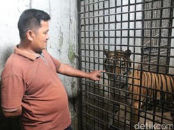 Dikira Suara Kucing, Harimau Benggala di Banjarnegara Melahirkan