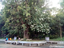 Jadi Logo IKN, Pohon Hayat dalam Budaya Nusantara Mitos atau Nyata?