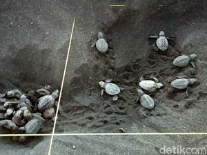Etika Mengintip Penyu Bertelur Etika Mengintip Penyu Bertelur