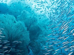 Makhluk Ini Bangun Setelah Terkubur 100 Juta Tahun di Dasar Laut