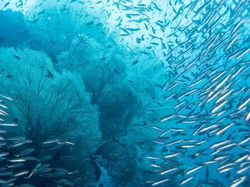 Makhluk Ini Bangun Setelah Terkubur 100 Juta Tahun di Dasar Laut